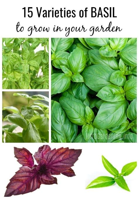 15 Types of Basil to Grow In Your Garden | Best herbs to grow, Types of basil, Types of herbs