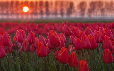 Bright sun, sunset, tulips, field, HD wallpaper | Peakpx