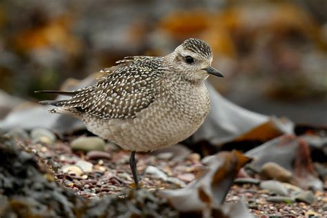 American Golden Plover by Lee Gregory - BirdGuides