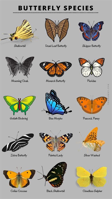 Butterfly Species Chart | Types of butterflies, Butterfly species, Rainforest butterfly