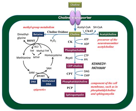 Acetylcholine Synthesis Pathway