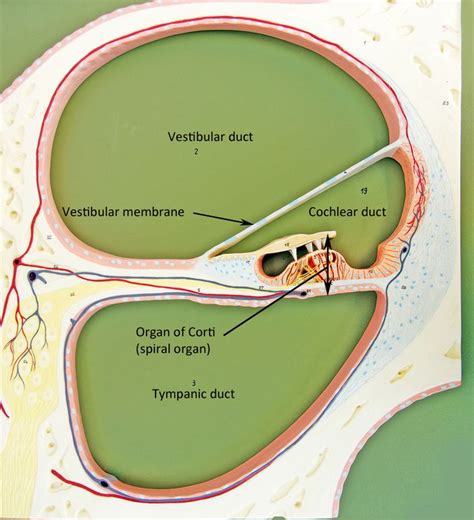 [DIAGRAM] Human Ear Diagram Model - MYDIAGRAM.ONLINE