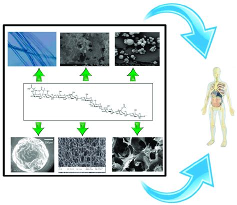 Drug delivery system (DDS) that can be obtained from exopolysaccharides... | Download Scientific ...