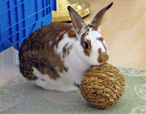 Toys Rabbits Like To Play With - ToyWalls