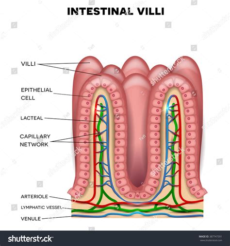 Vektor Stok Intestinal Villi Anatomy Small Intestine Lining (Tanpa ...