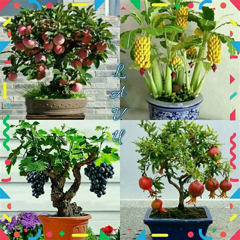 Bonsai fruits grown indoors. Difficult but can be done. Container Gardening Fruit, Indoor ...