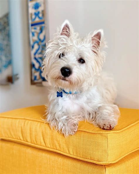 Cute Westie Paying Attention to His Owner