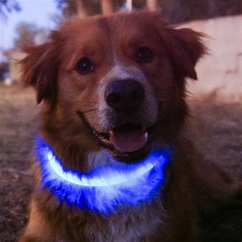 Halo Collar - Sky Blue LED Dog Collar | Halo Dog