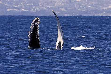 Listen to the humpback whales singing! - Bajawhale.com