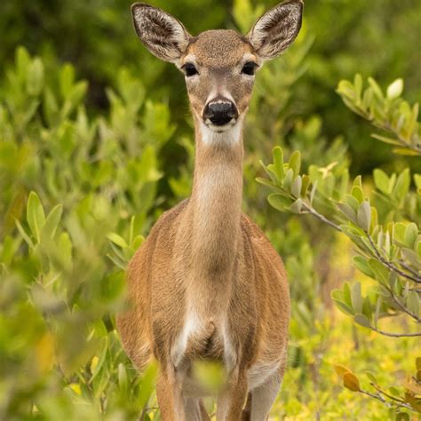 Species Overview — Florida Keys Wildlife Society