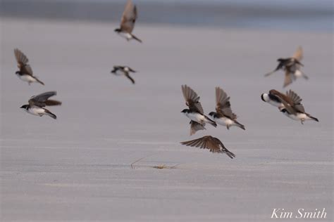 Piping Plover migration | Kim Smith Films