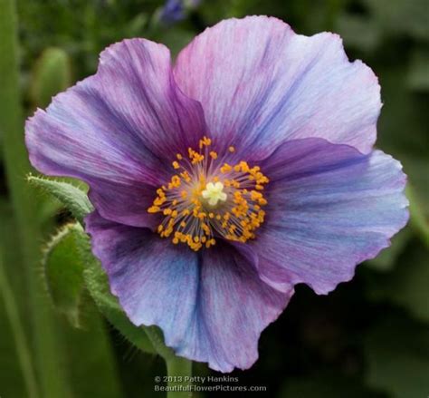 Blue Poppies 2013 - Paperblog