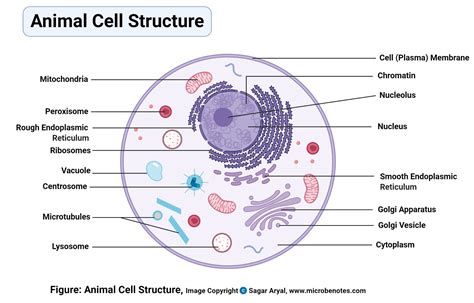 Animal Cell- Definition, Structure, Parts, Functions, Labeled Diagram