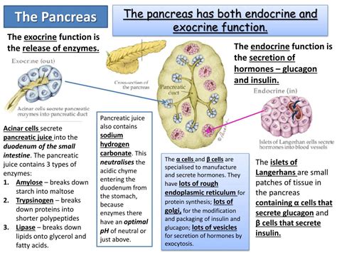 PPT - The Endocrine System PowerPoint Presentation, free download - ID:2380874