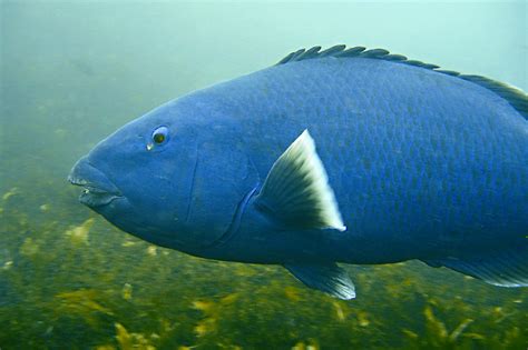 Western blue groper (Labridae: wrasses, Achoerodus gouldii) grow very slowly, take a long time ...