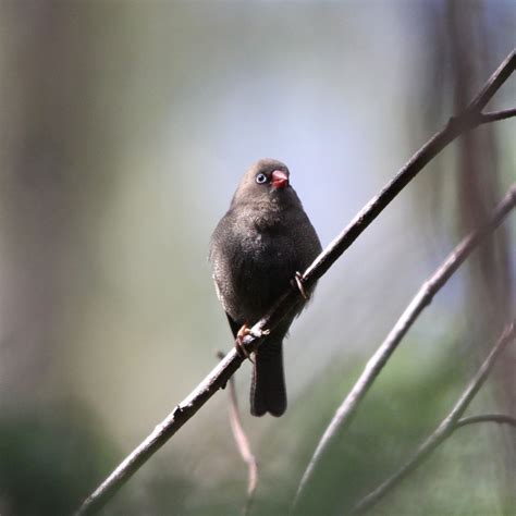 Pete's Flap Birding Aus: Bunyip State Park - forest birds