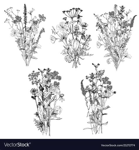 Bouquets with drawing wild plants Royalty Free Vector Image