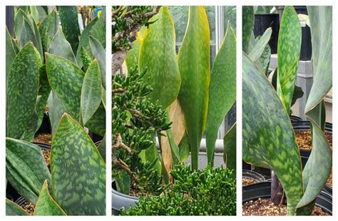 Tropical Plant Profile: Whale Fin Snake Plant - Belgian Nursery