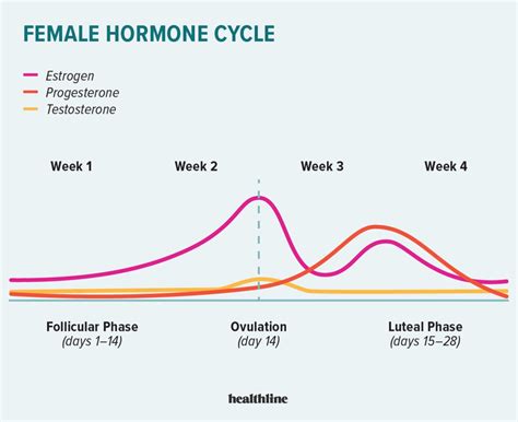 Female Hormone Cycle Chart