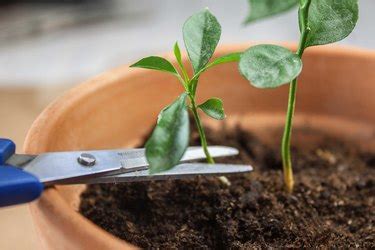 How to Grow an Orange Tree From Seed | Hunker