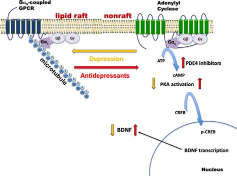 Frontiers | Gαs, adenylyl cyclase, and their relationship to the ...