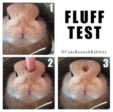 Fluffy Bunny Meme