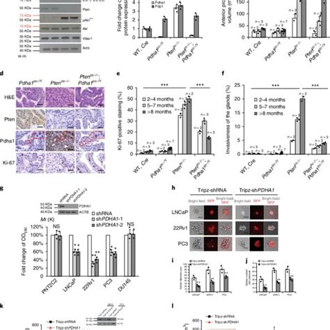 Uncropped full-length pictures of western blotting membranes Uncropped ...