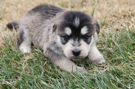 Siberpoo (Siberian Husky Poodle Mix) Info, Temperament, Puppies, Pictures