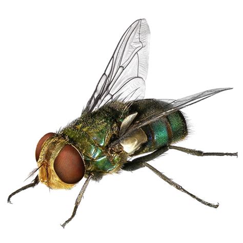 Blow Fly Identification, Habitat, & Behavior