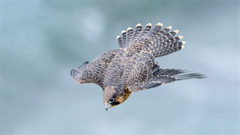 Research Reveals Exactly Why Peregrine Falcons Are so Deadly | Audubon