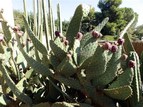 Cow’s Tongue Prickly Pear – Information About Growing Cow’s Tongue Cactus