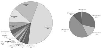 Molecular diversity of bacteria in commercially available “Spirulina” food supplements [PeerJ]