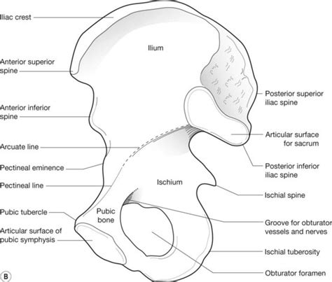 The pelvis | Radiology Key
