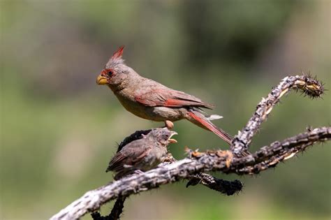 Pyrrhuloxia Bird Facts: Nesting, Mating Rituals, And Range