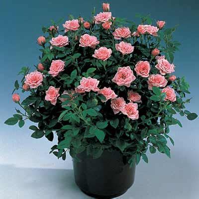 Guide to growing miniature roses indoors. Indoor Roses, Indoor Plants ...