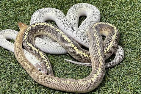 10 Children's Python Morphs (With Pictures) - ReptileHow.com