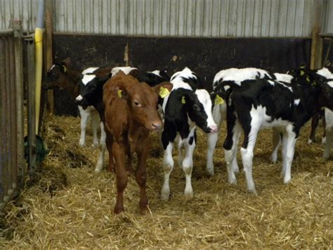 Dairy bull calves better shot than exported or mistreated, says animal welfare group - Agriland.ie