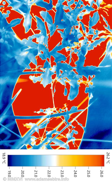 Thermographic thermal imaging art — Adam Sébire