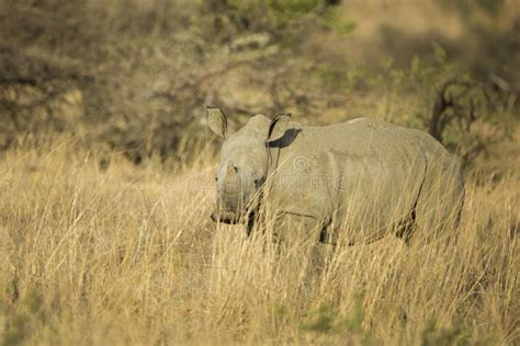 Baby White Rhino in South Africa Stock Photo - Image of africa, sunrise ...