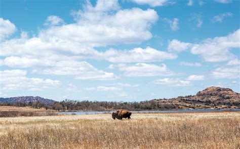 Looking for Bison in the Wichita Mountains – Texas Monthly