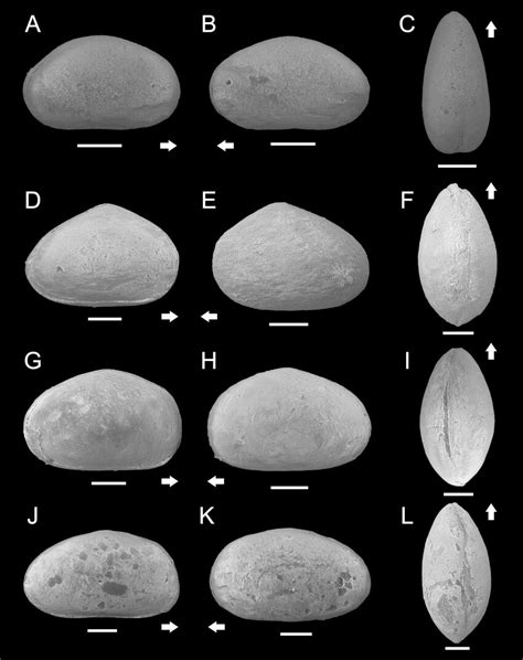 Ostracod species identified in this study. Scale = 200 μm. A–C:... | Download Scientific Diagram