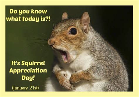 SQUIRREL APPRECIATION DAY - January 21 | Squirrel appreciation day, Animal facts, Squirrel