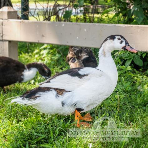 Murray McMurray Hatchery - Magpie Duck