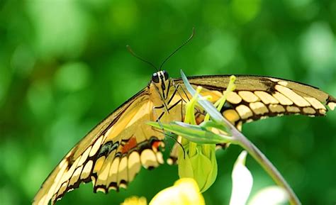 Friday Photo - Butterfly at the Desert Botanical Garden