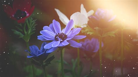 Download wallpaper: Anemone flowers 1366x768