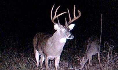 A massive buck caught on my trail camera., Georgia | Hunting