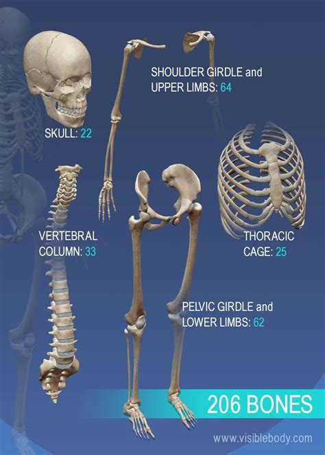 Overview of Skeleton | Learn Skeleton Anatomy | Skeleton anatomy, Human skeleton anatomy, Anatomy