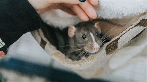 25 small pets for compact homes | PetsRadar