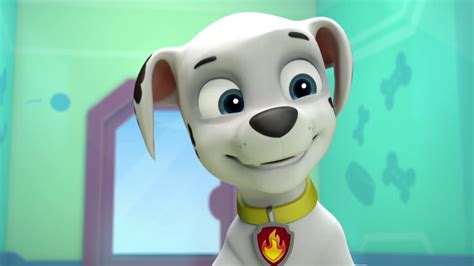 Marshall, the Dalmatian - PAW Patrol Photo (40125878) - Fanpop