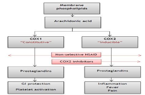 Mechanism Of Action Of Nsaids - NSAIDs mechanism of action and natural products (Ginko ... - The ...